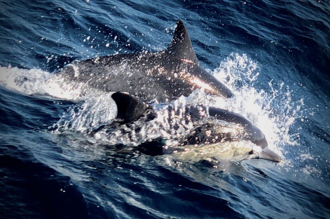 S.F. to S.D – What is a perfect day?&nbsp;Today!