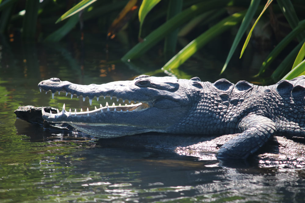 Mazatlan to Bahía&nbsp;Banderas