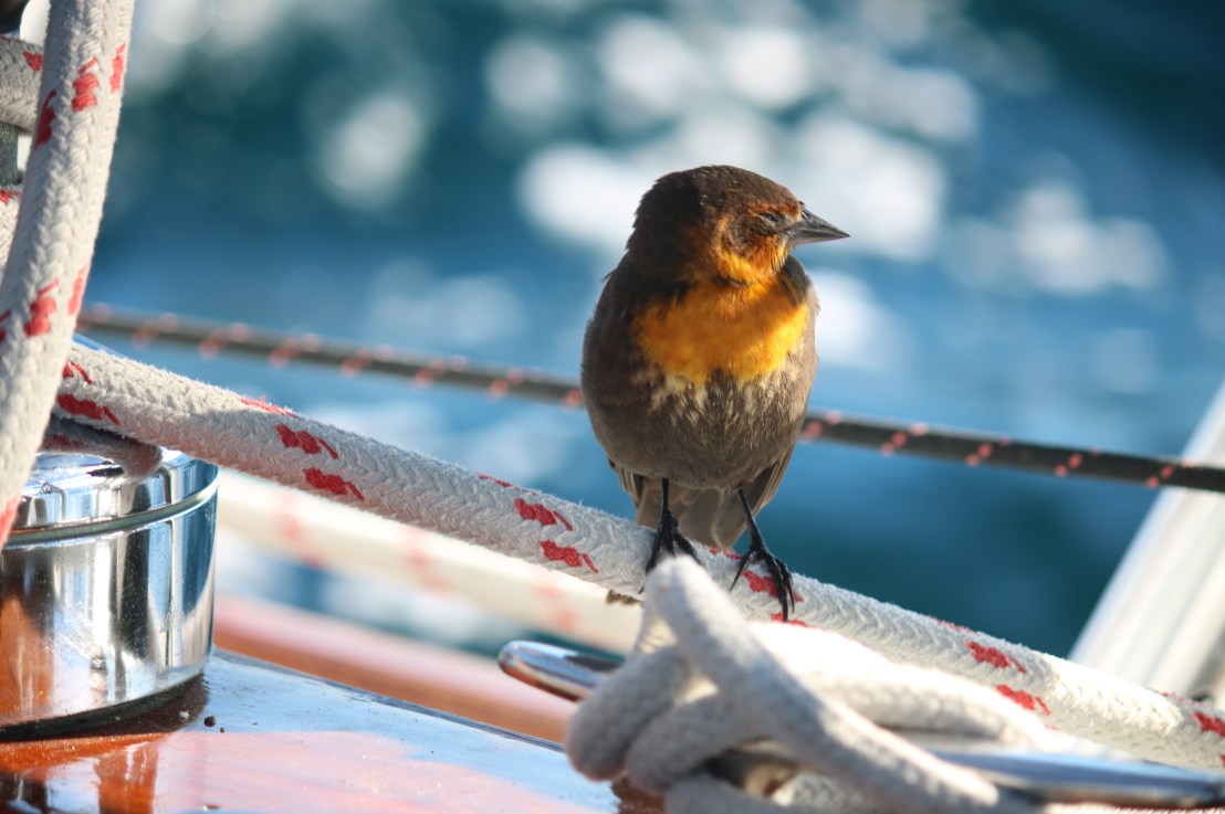 BYE BYE BAJA&nbsp;(Birdie)